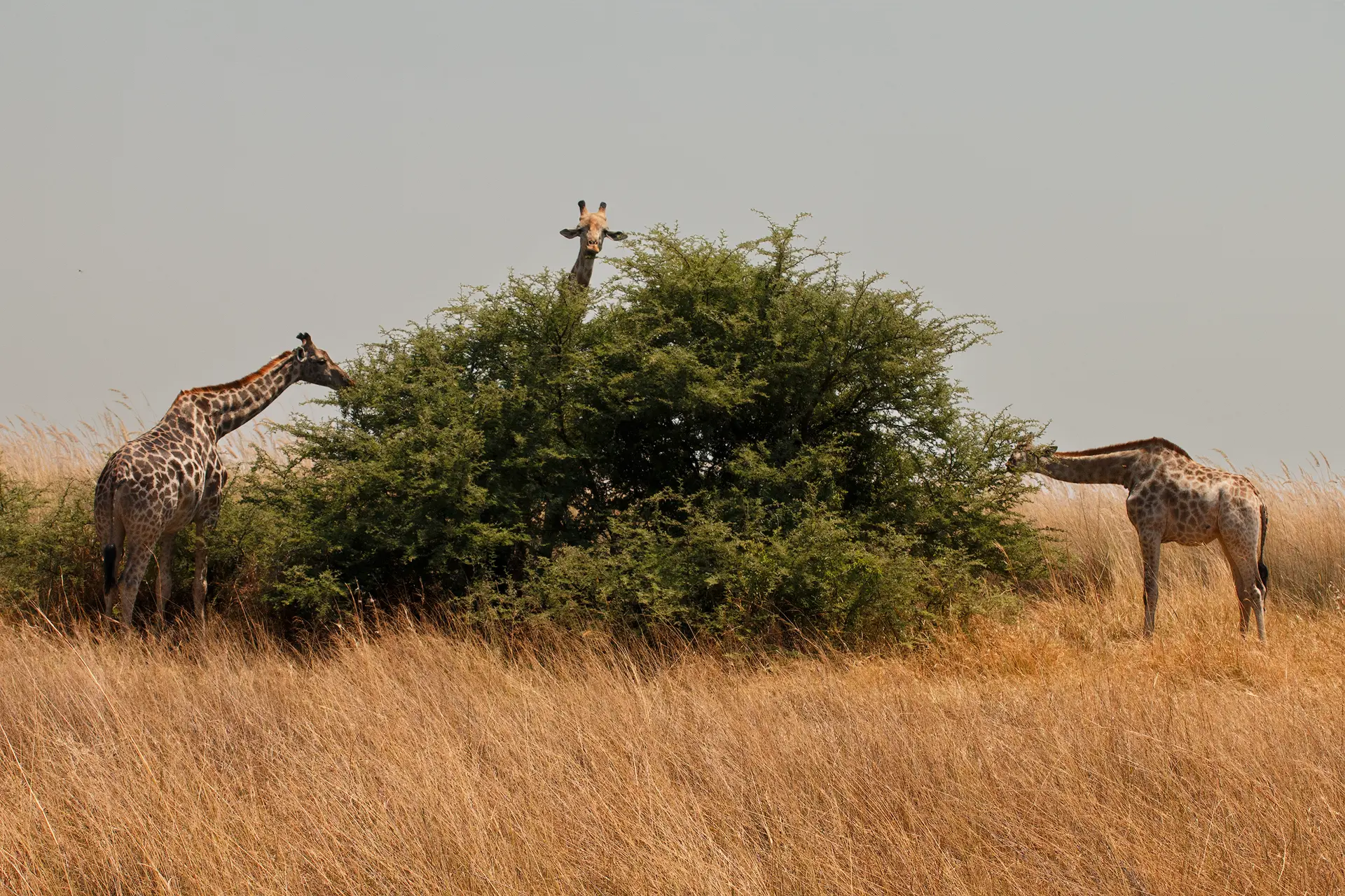 Drie giraffen foerageren rondom een struik in de Afrikaanse savanne
