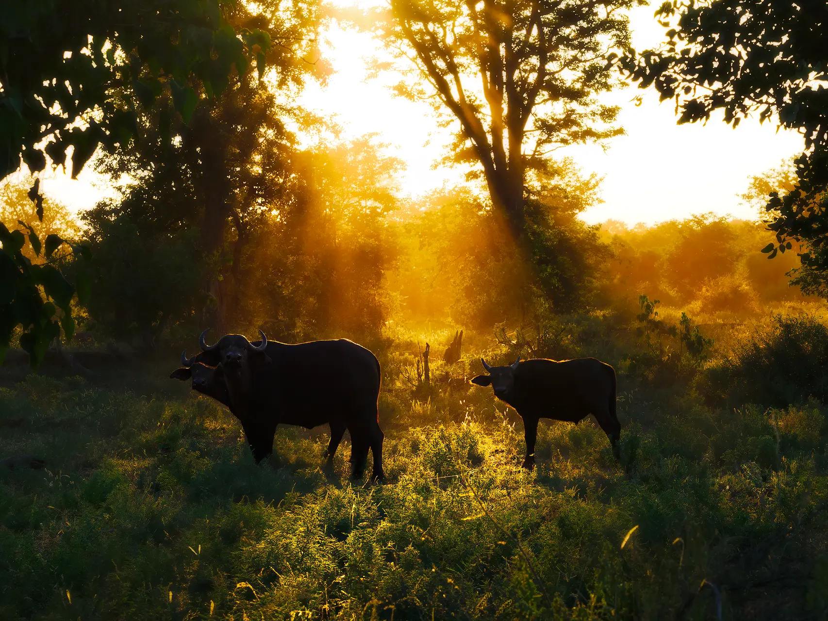 Afrikaanse buffels staan in warm tegenlicht tijdens zonsondergang in het Krugerpark