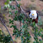 Afrikaanse zeearend zit laag op een boomtak langs een rivier in het Krugerpark