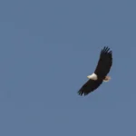 Een Afrikaanse visarend zweeft met gespreide vleugels door de lucht.Een Afrikaanse visarend zweeft met gespreide vleugels door de lucht.