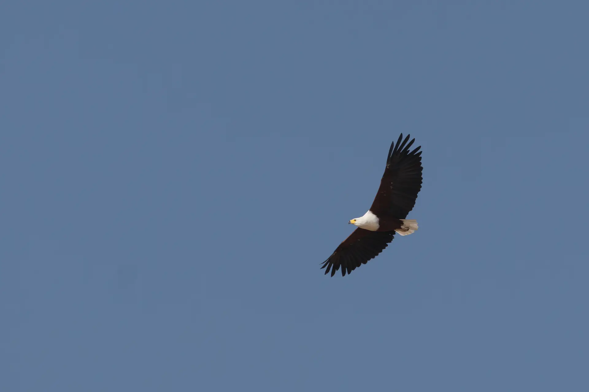 Een Afrikaanse visarend zweeft met gespreide vleugels door de lucht.Een Afrikaanse visarend zweeft met gespreide vleugels door de lucht.
