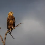 Een bateleur zit op een kale boomtak in het Krugerpark terwijl een donkere