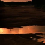 Blauwe reiger staat in een rivierbedding voor zonsopkomst in het Krugerpark
