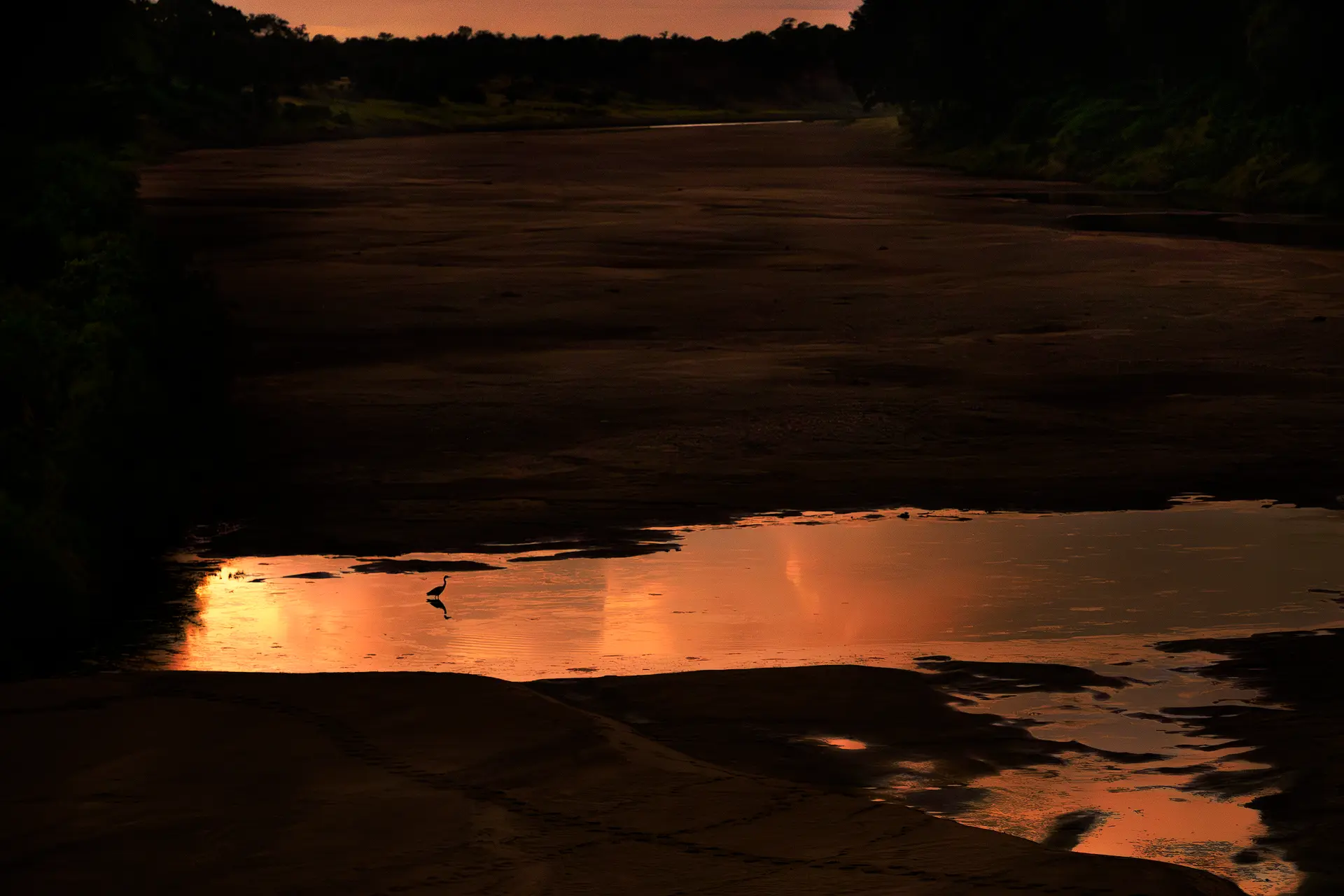 Blauwe reiger staat in een rivierbedding voor zonsopkomst in het Krugerpark