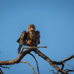 Juveniele bateleur zit op een hoge tak