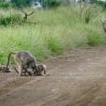 Bavianen corrigeren jong gedrag binnen sociale groep in Afrikaans natuurgebiedBavianen corrigeren jong gedrag binnen sociale groep in Afrikaans natuurgebied