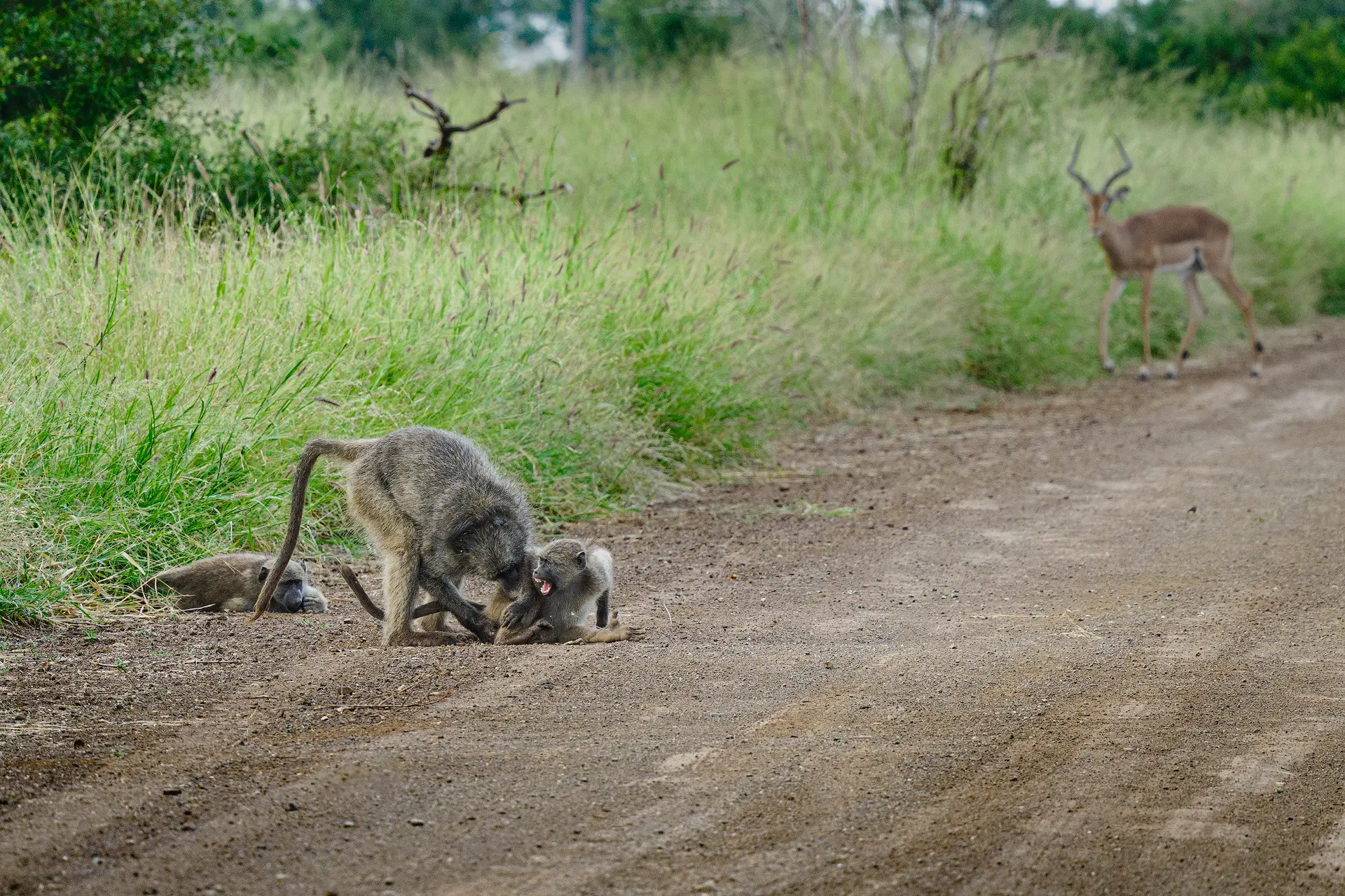 Bavianen corrigeren jong gedrag binnen sociale groep in Afrikaans natuurgebiedBavianen corrigeren jong gedrag binnen sociale groep in Afrikaans natuurgebied