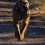 Baviaan actief in warm ochtendlicht tijdens safari in Afrikaanse savanneBaviaan actief in warm ochtendlicht tijdens safari in Afrikaanse savanne
