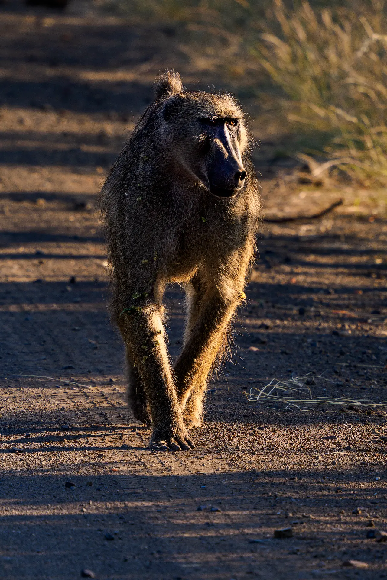 Baviaan actief in warm ochtendlicht tijdens safari in Afrikaanse savanneBaviaan actief in warm ochtendlicht tijdens safari in Afrikaanse savanne