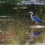 Blauwe reiger staat geconcentreerd in het water van Krugerpark