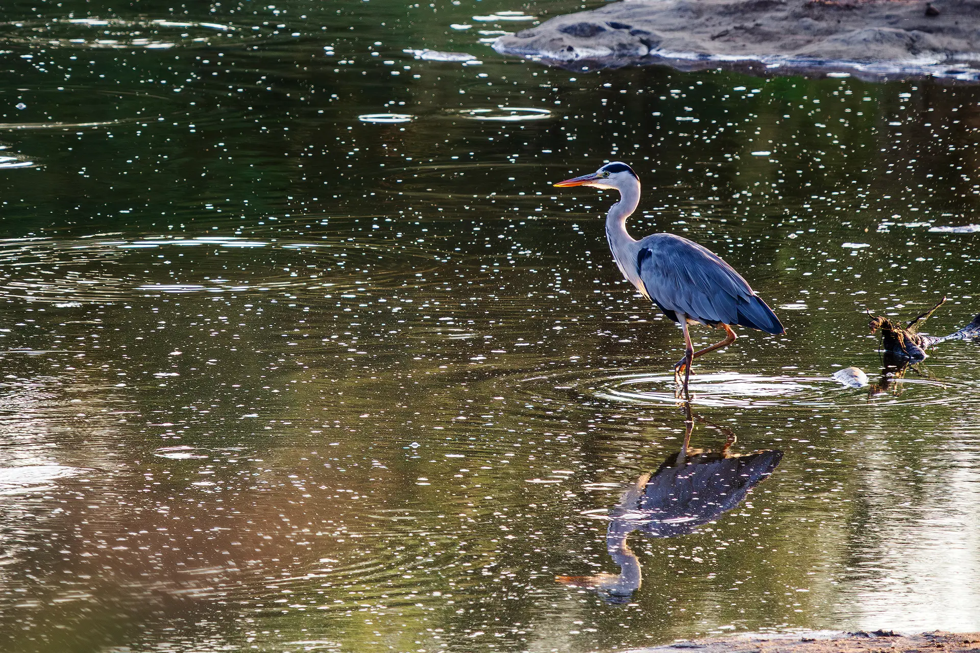 Blauwe reiger staat geconcentreerd in het water van Krugerpark
